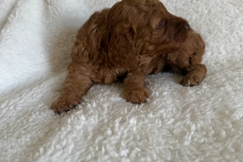 Miniature Poodle