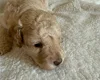 Miniature Poodle