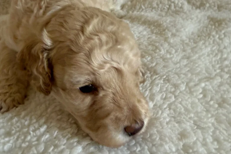 Miniature Poodle