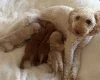 Miniature Poodle