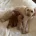 Miniature Poodle