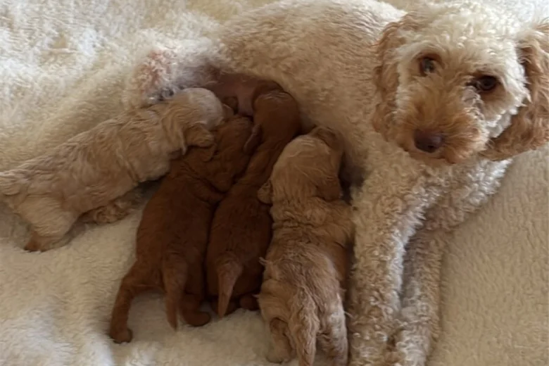 Miniature Poodle