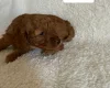 Miniature Poodle