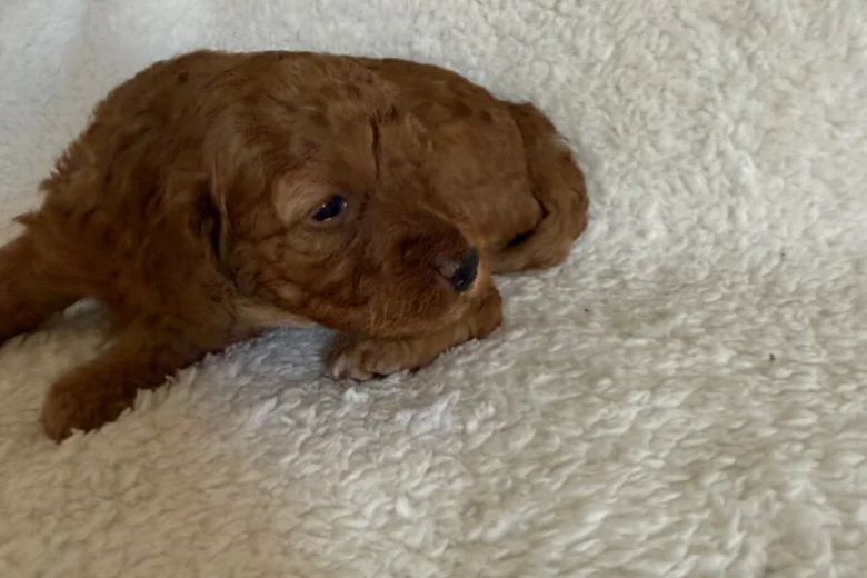 Miniature Poodle