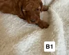Miniature Poodle