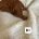 Miniature Poodle