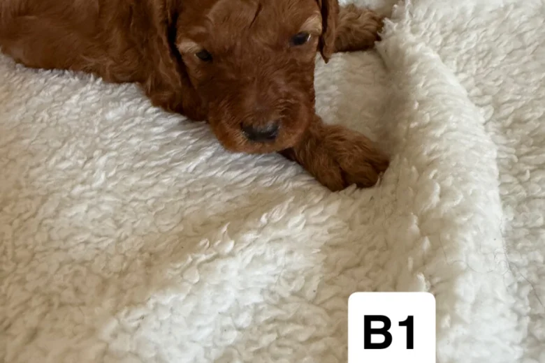 Miniature Poodle