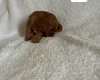Miniature Poodle