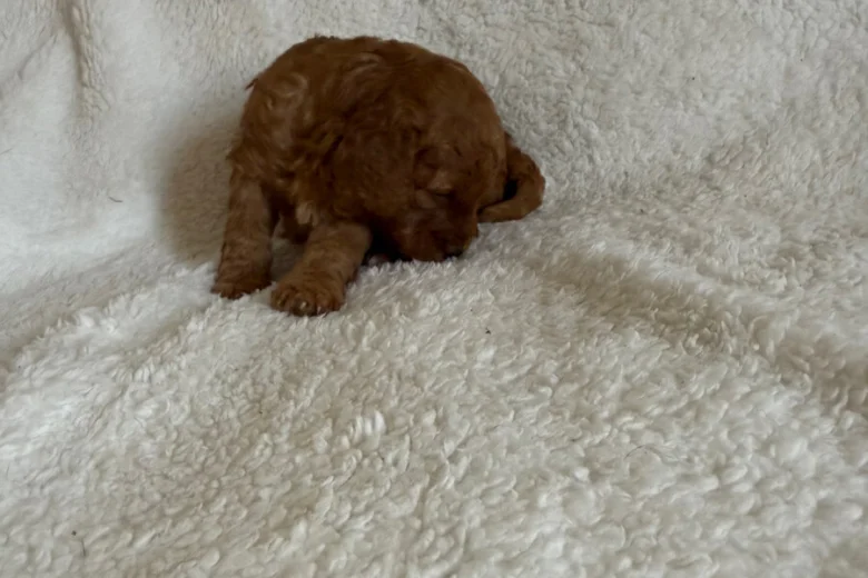 Miniature Poodle