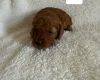 Miniature Poodle
