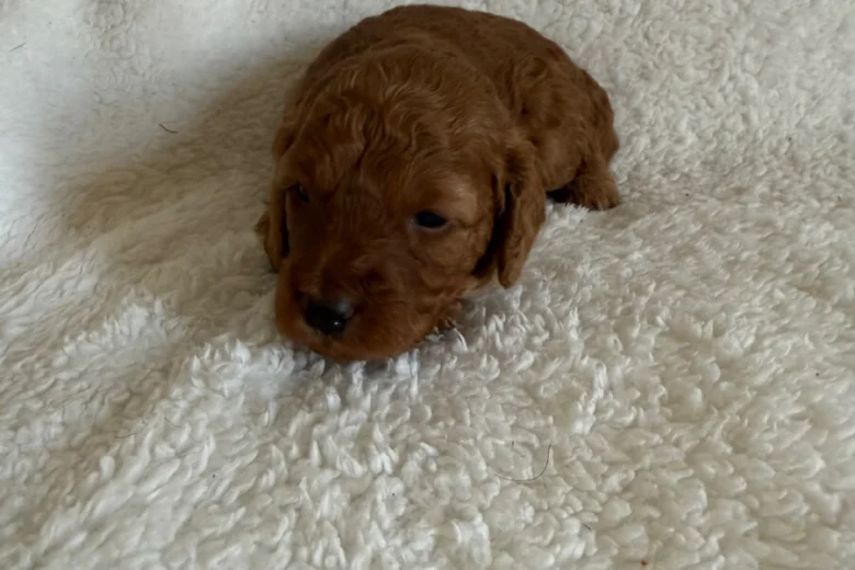 Miniature Poodle
