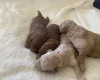 Miniature Poodle