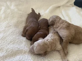 Miniature Poodle