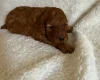 Miniature Poodle