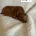 Miniature Poodle