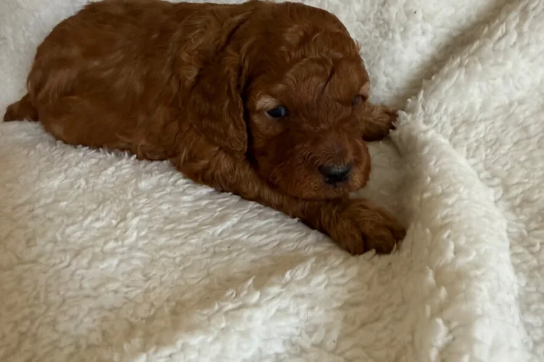 Miniature Poodle