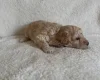 Miniature Poodle