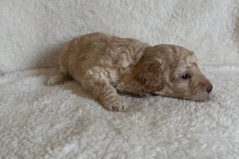 Miniature Poodle