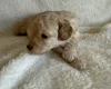 Miniature Poodle