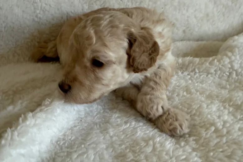 Miniature Poodle