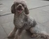 Miniature Poodle