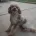 Miniature Poodle