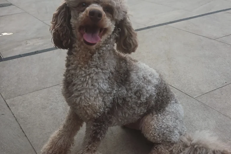 Miniature Poodle
