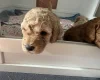 Miniature Poodle