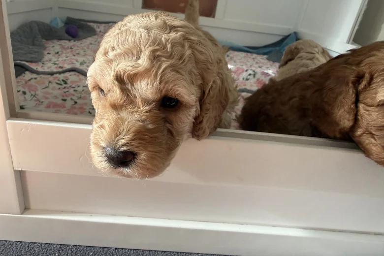 Miniature Poodle