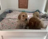 Miniature Poodle