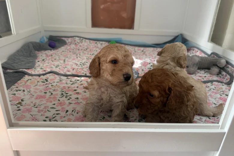 Miniature Poodle