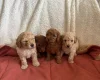 Miniature Poodle