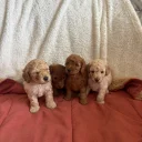 Miniature Poodle