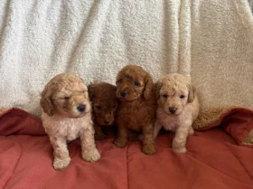 Miniature Poodle