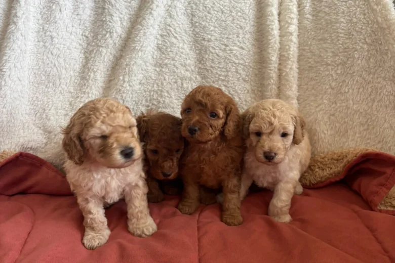 Miniature Poodle