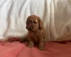 Miniature Poodle