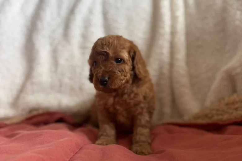 Miniature Poodle