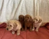 Miniature Poodle