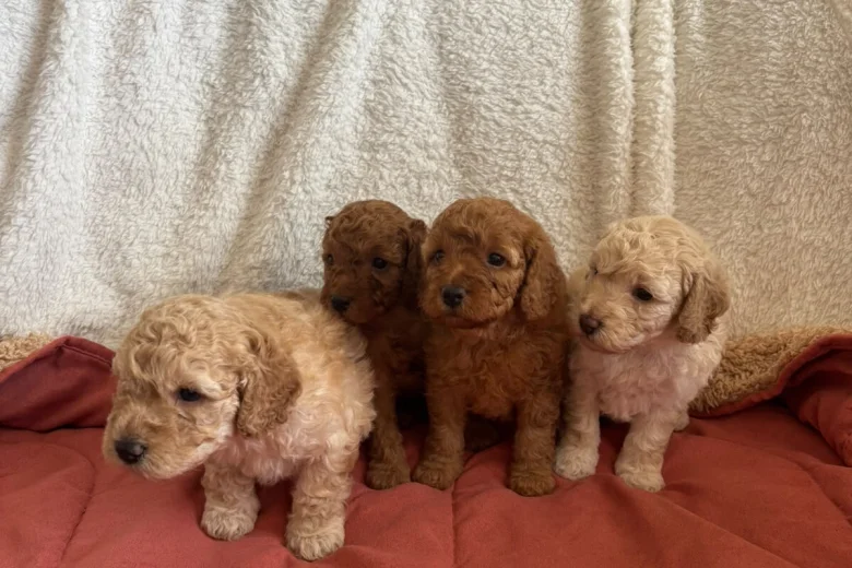 Miniature Poodle