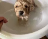 Miniature Poodle
