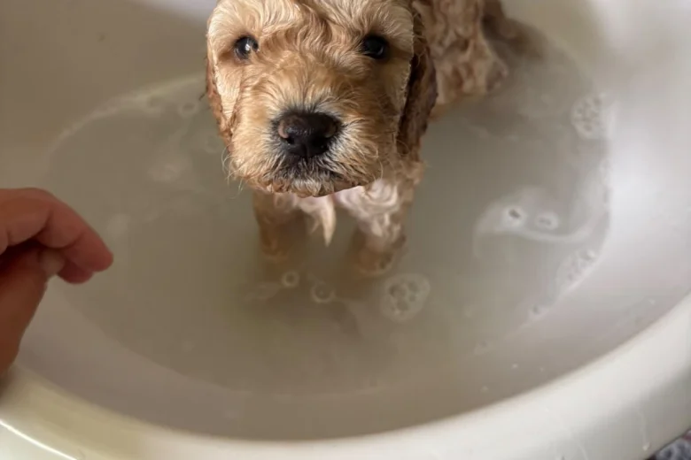 Miniature Poodle