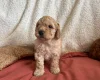 Miniature Poodle