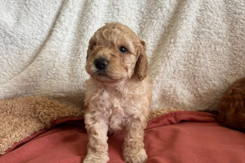 Miniature Poodle