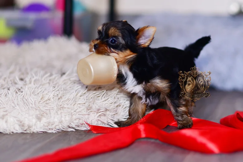 Yorkshire Terrier