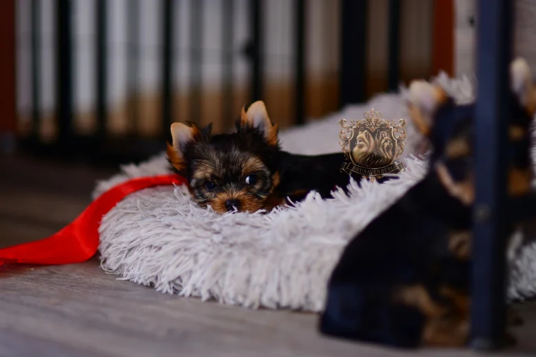Yorkshire Terrier