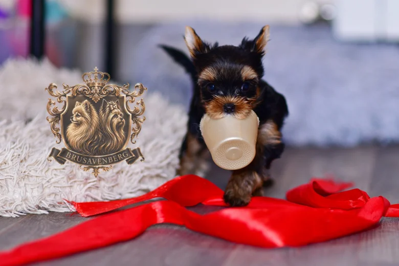 Yorkshire Terrier
