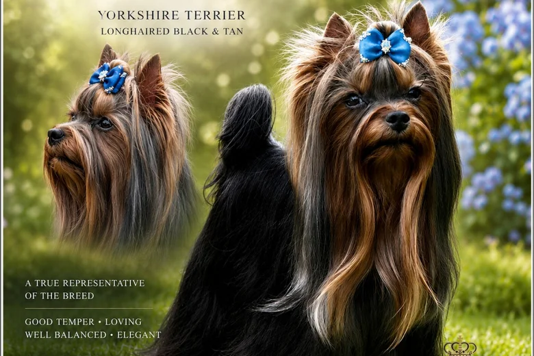 Yorkshire Terrier