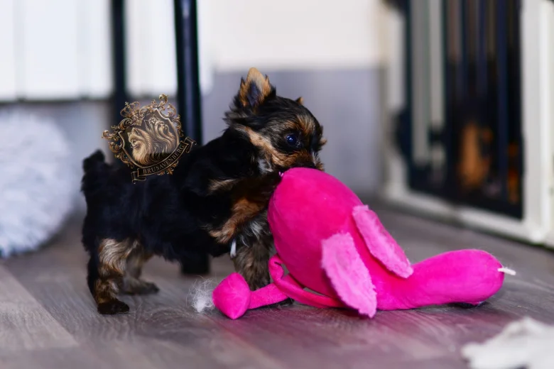 Yorkshire Terrier