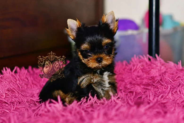 Yorkshire Terrier