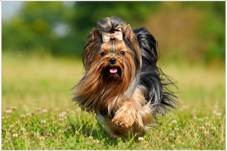 Yorkshire Terrier